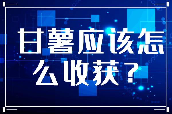 甘薯應(yīng)該怎么收獲？
